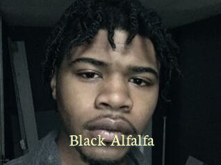 Black_Alfalfa