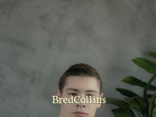 BredCollins