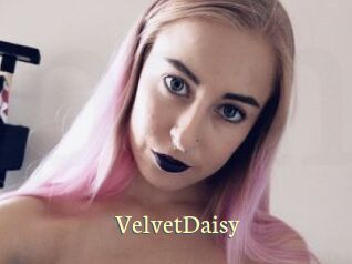 VelvetDaisy